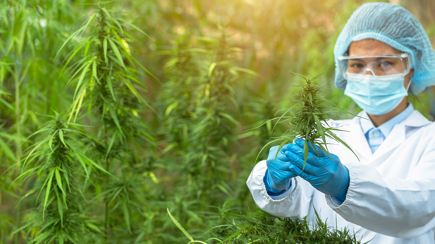 cannabis microbiology testing lab compliance