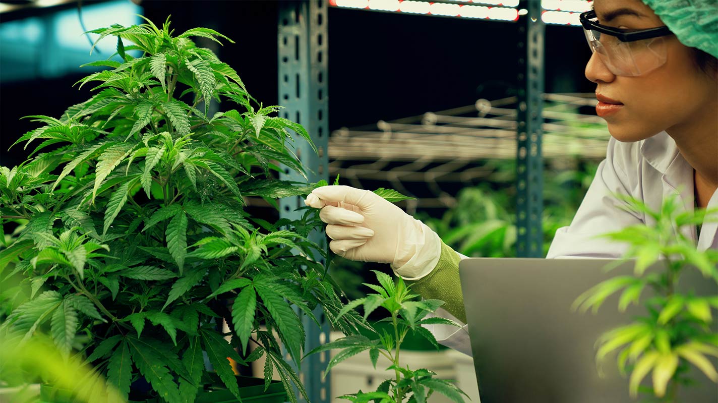 Generic E. coli Testing for Cannabis Safety and Quality